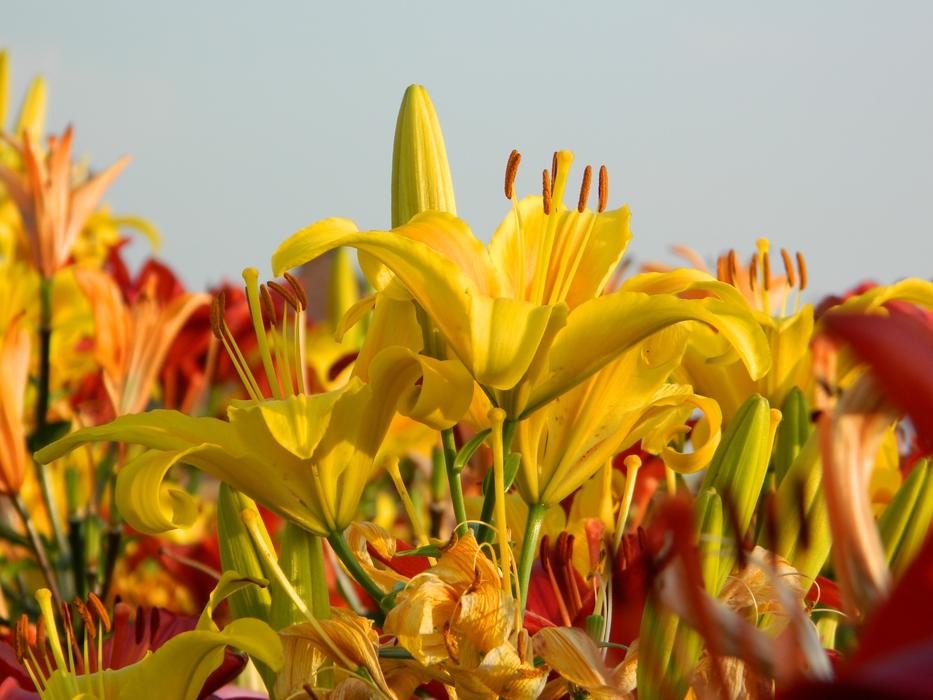 Lilies Flowers Field