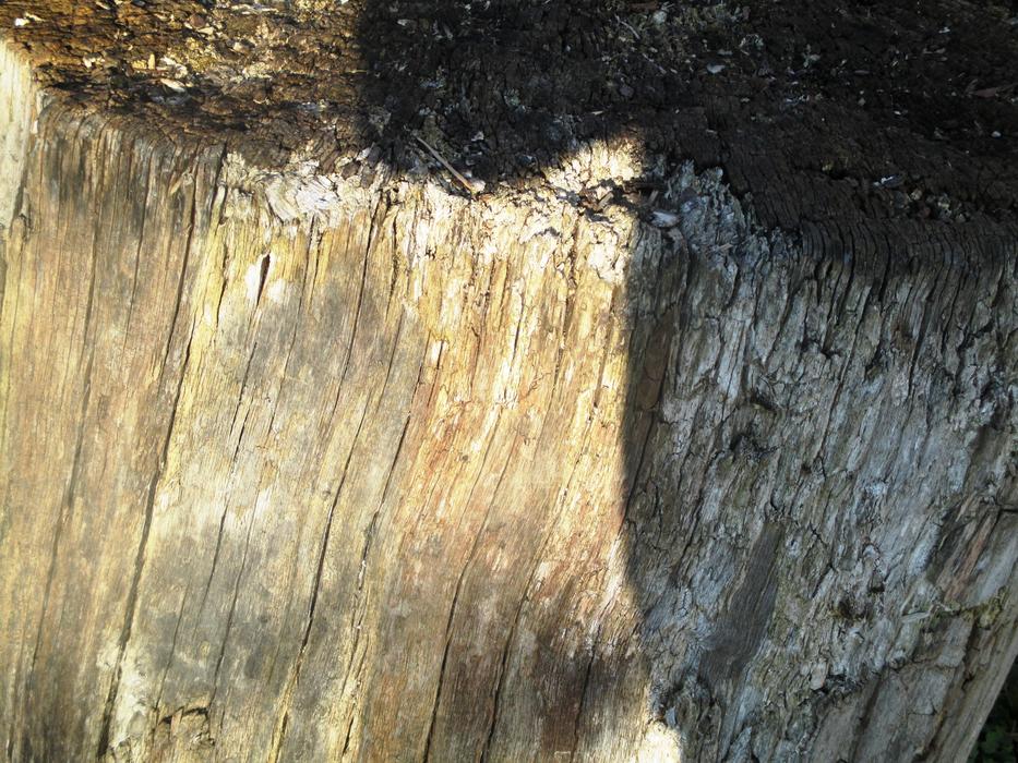Tree Strunk Stump