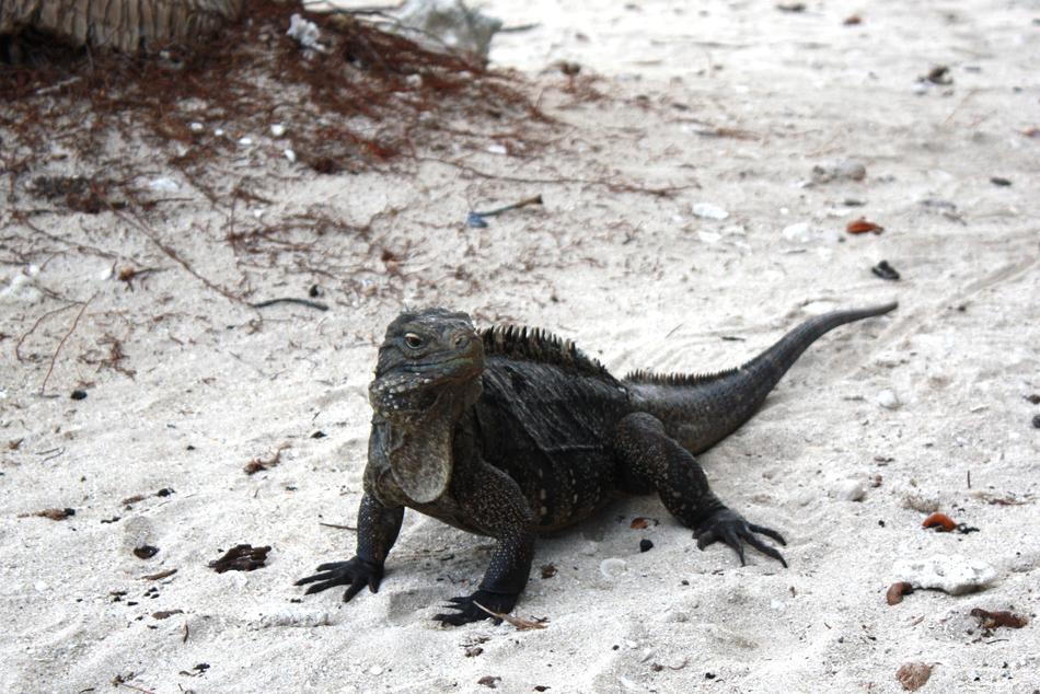 Iguana Cuba