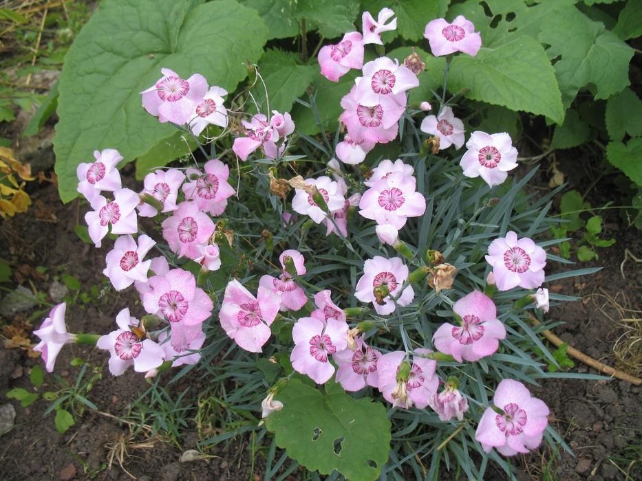 goodly Eyelet Pink