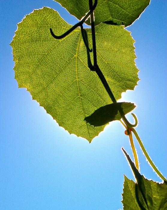 Leaf Green Solar