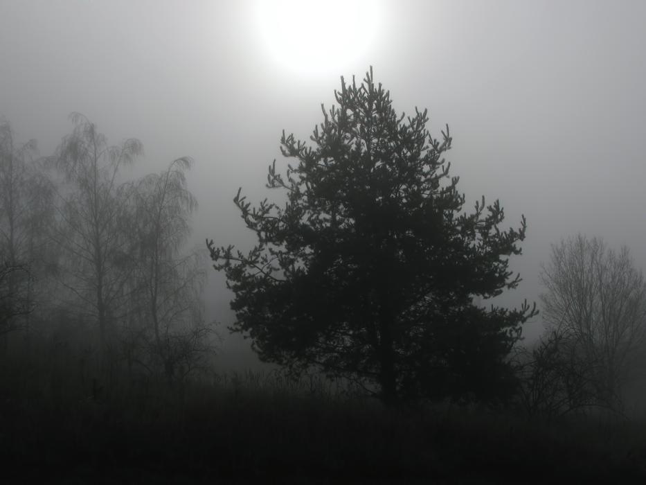 Tree Trees Fog
