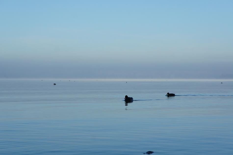 Ducks Chiemsee Mood