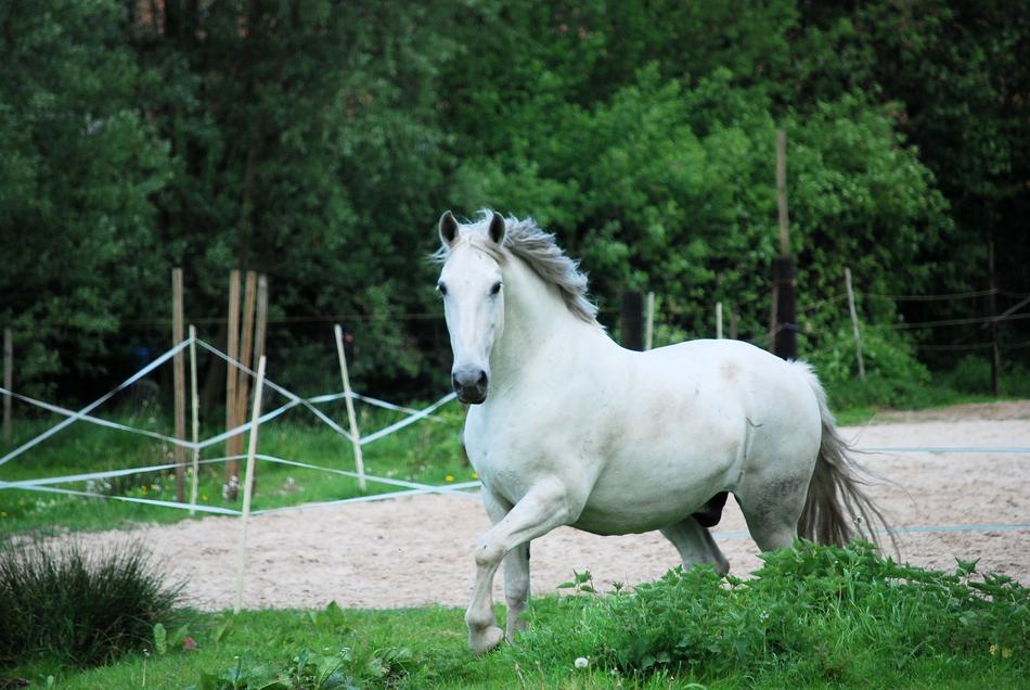 Criollo Horse White