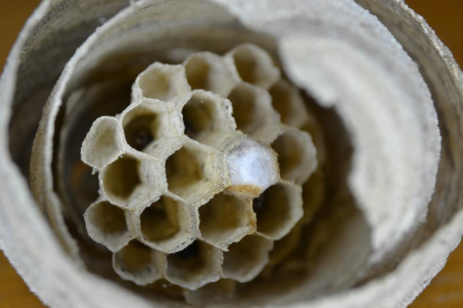 closeup view of Wasp Nest Combs