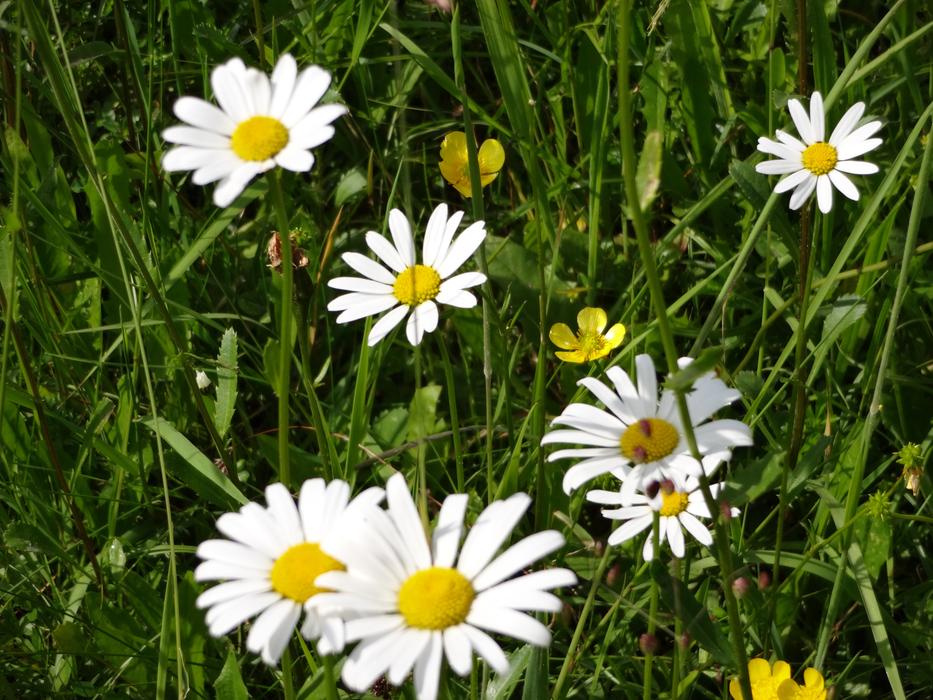 Beautiful white and yellow daisies among the green grass