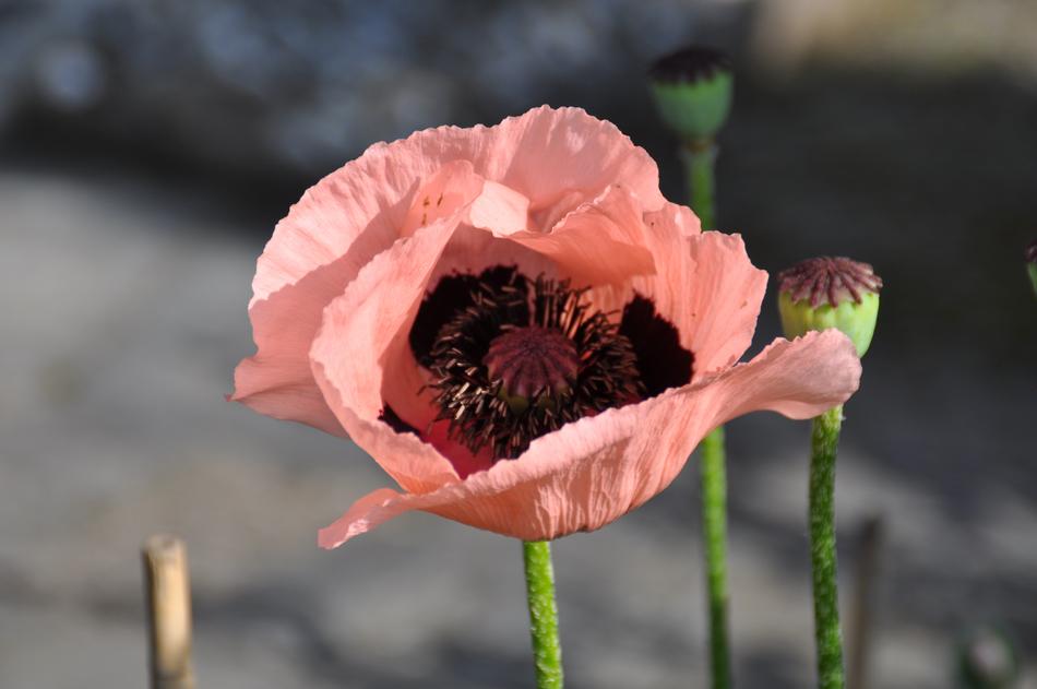 fabulous Poppy Blossom