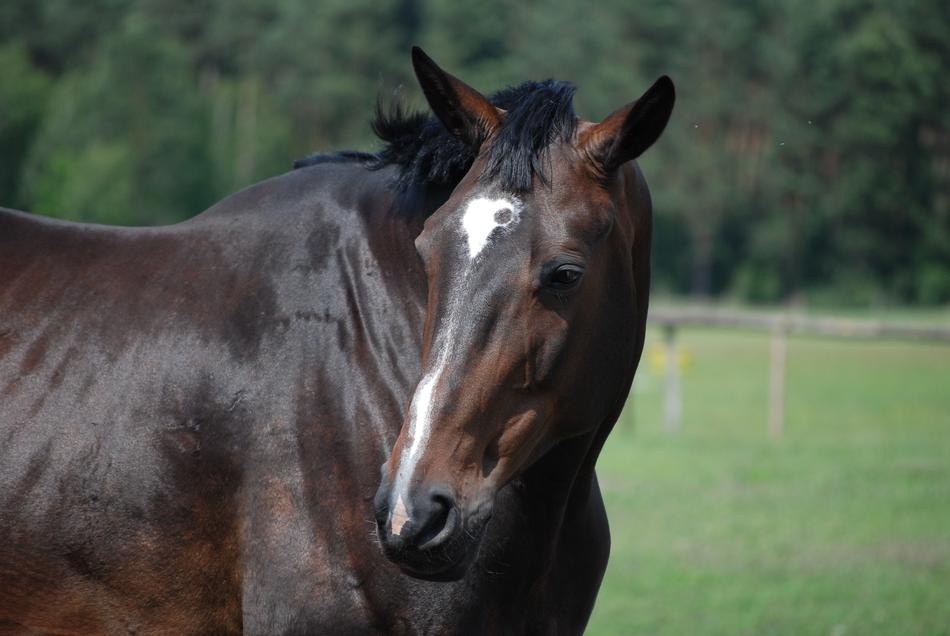 The Horse Head Of