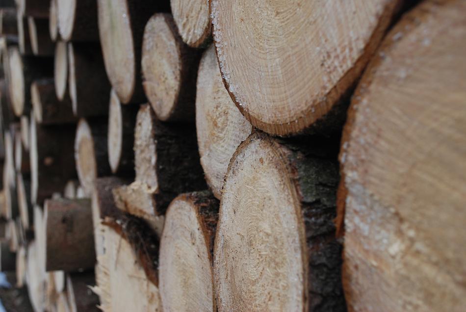 Wood Tree Closeup The Details Of