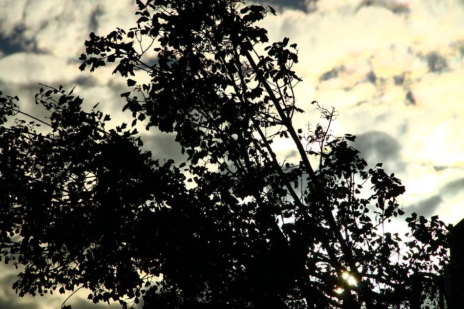 Shadow Tree Shadows