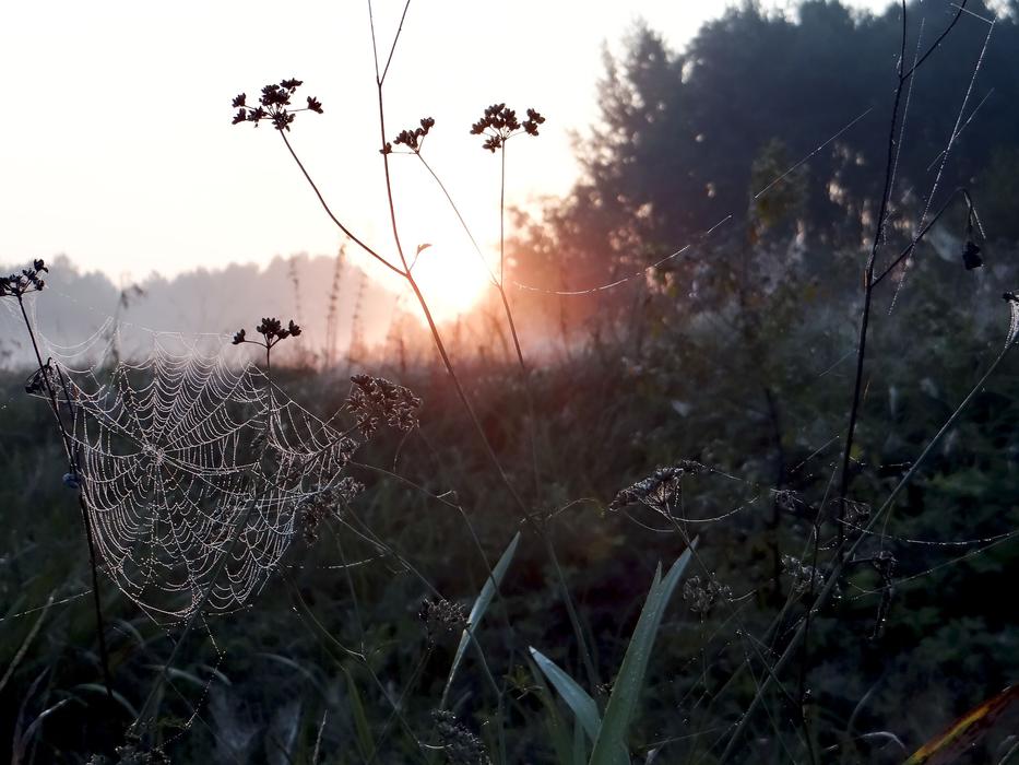 The Sun Rosa Fog