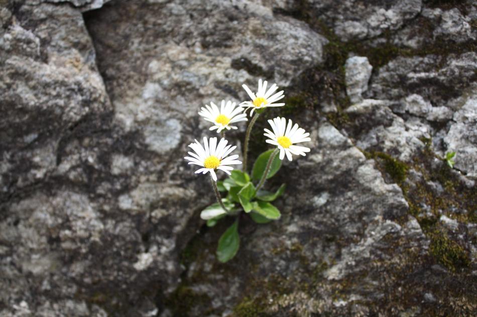 Alpine Level Lambert Flower