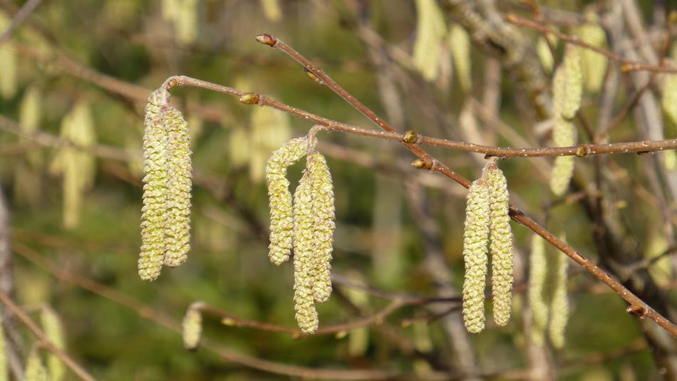 buds on birch branches in spring