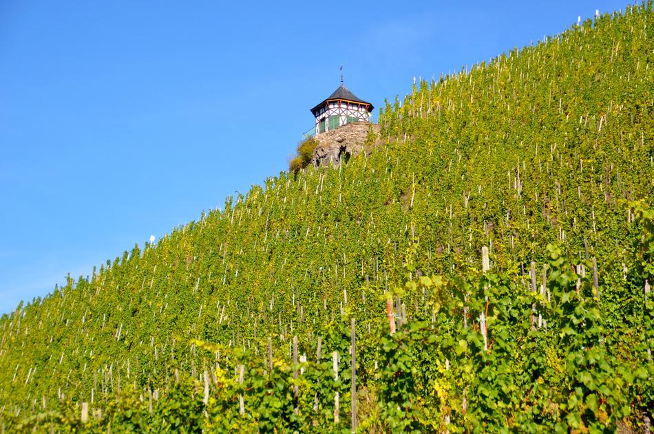 Vineyard Bernkastel Kues
