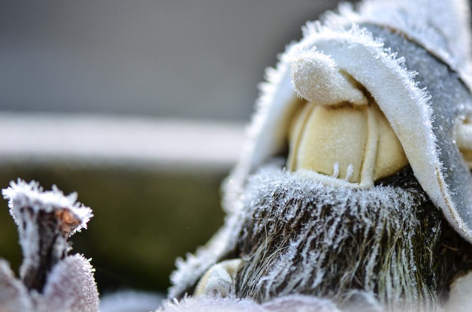 Dwarf Garden Frost