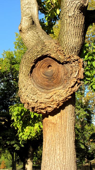 Log Ast Sawn Off Bark