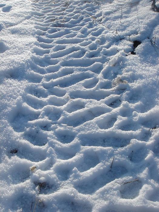 Snow Print on trail