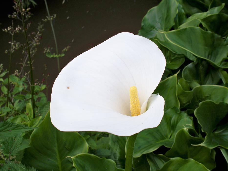 goodly Zantedeschia Lily
