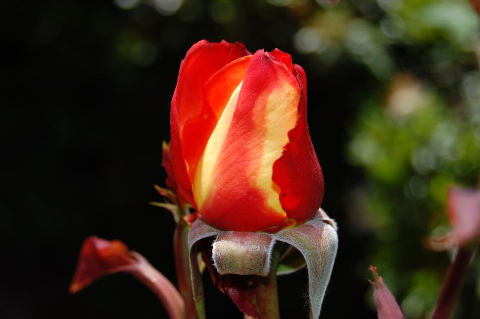 striped rose bud