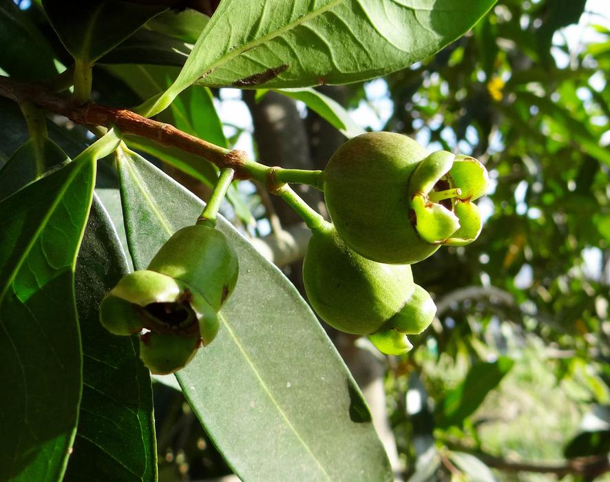 Syzygium Jambos Rose Apple Pomme