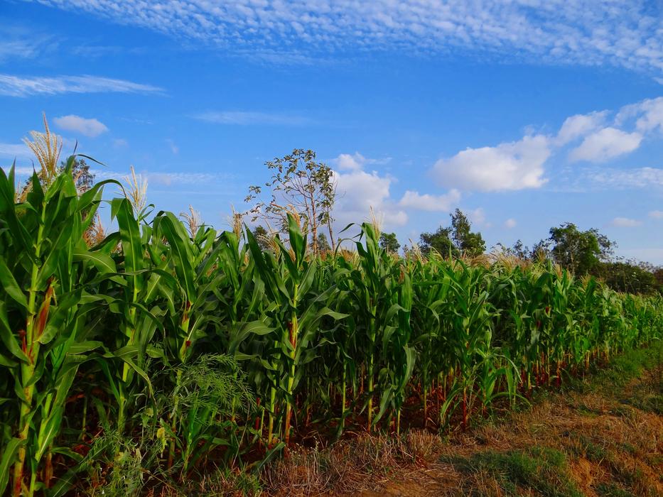 Maize Crop Corn