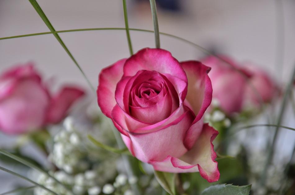 unusually beautiful Rose Floral