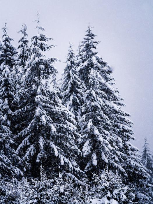 Winter Tall Pine Scenery