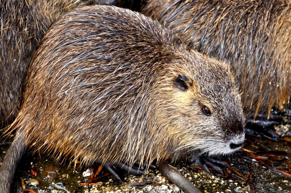 Nutria Rat Myocastor Coypus