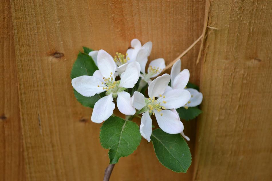 incredibly beautiful Plum Blossom On Fence