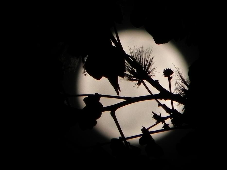 Moon Full Night