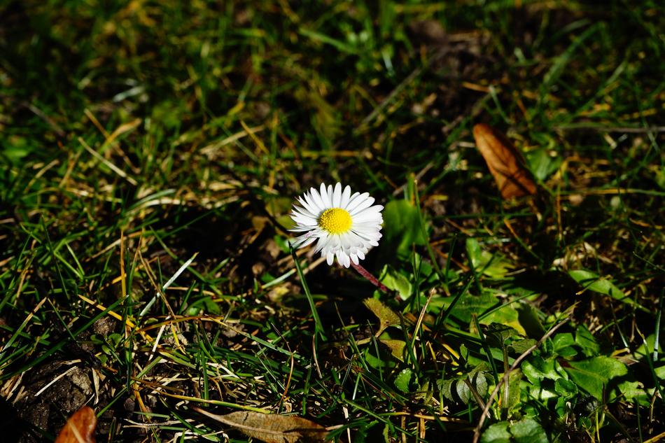 goodly Daisy Blossom