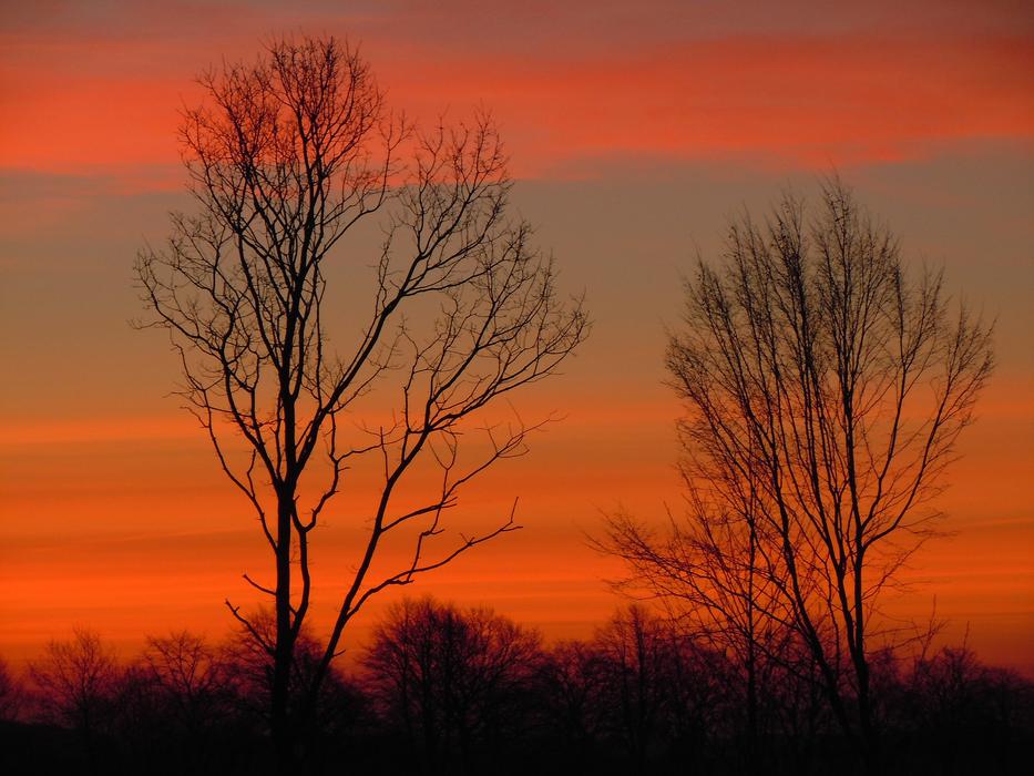 Trees Sky Morgenrot