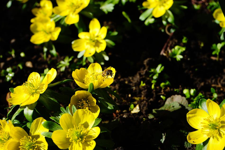 wonderful Winterling Blossom