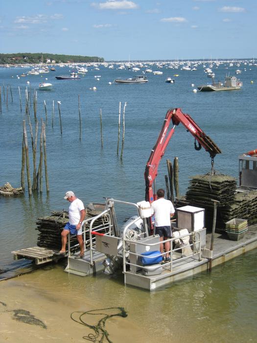Oysters Oyster Artisan