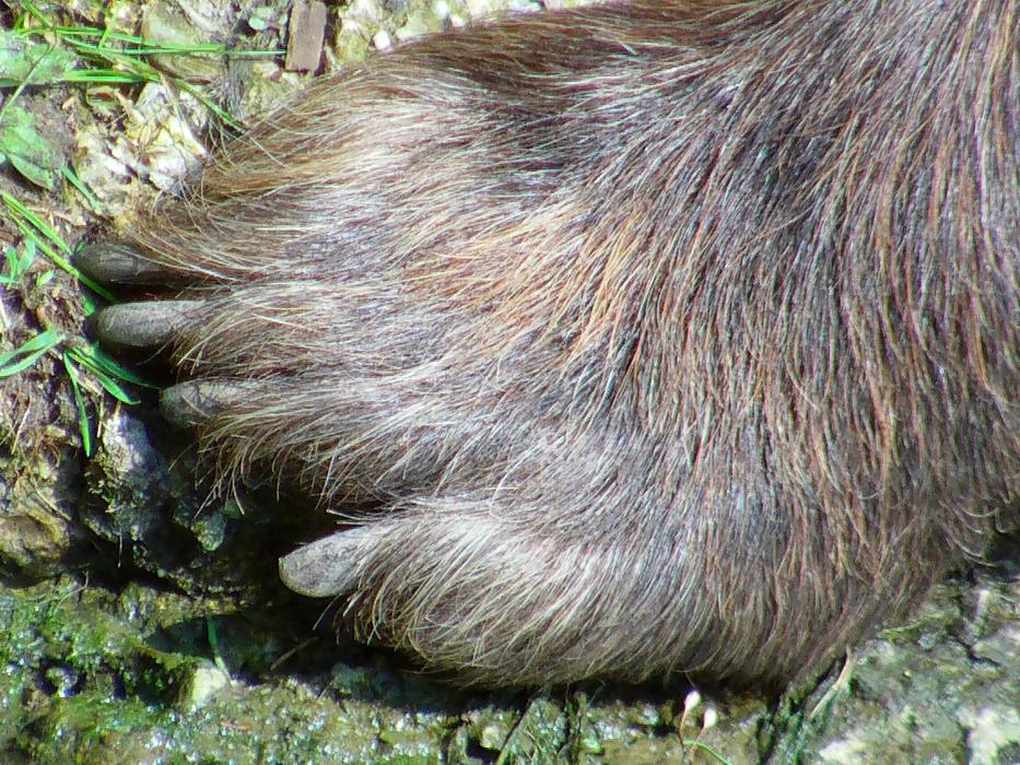 Barentaze Brown Bear Foot