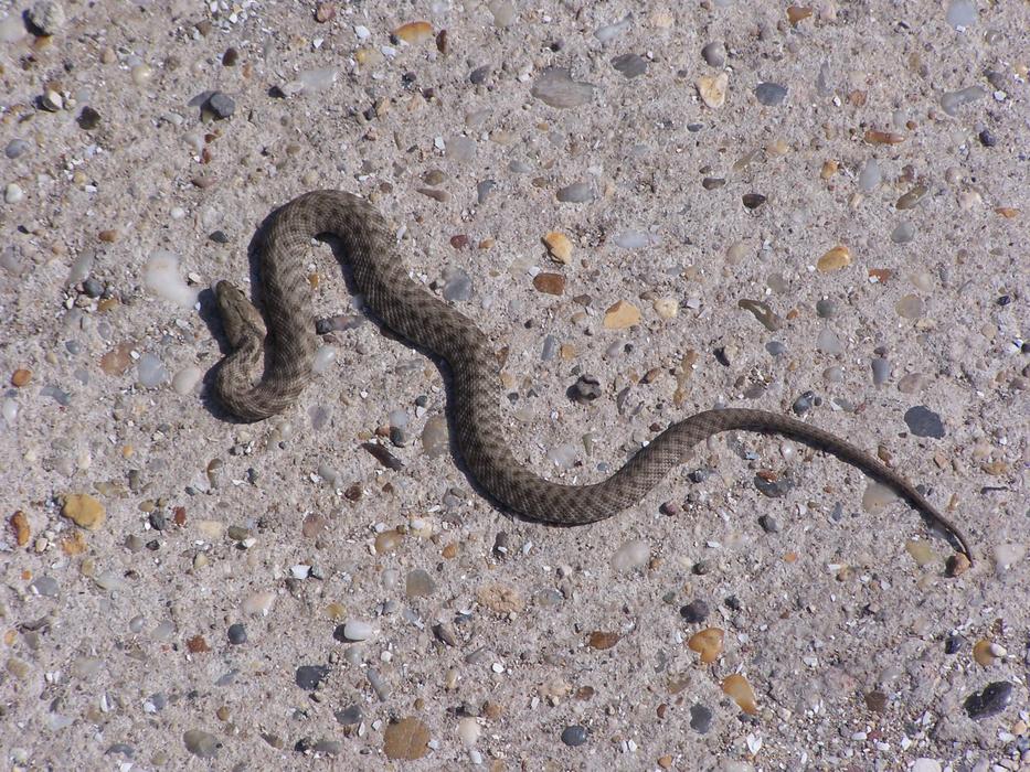 Snake Predator