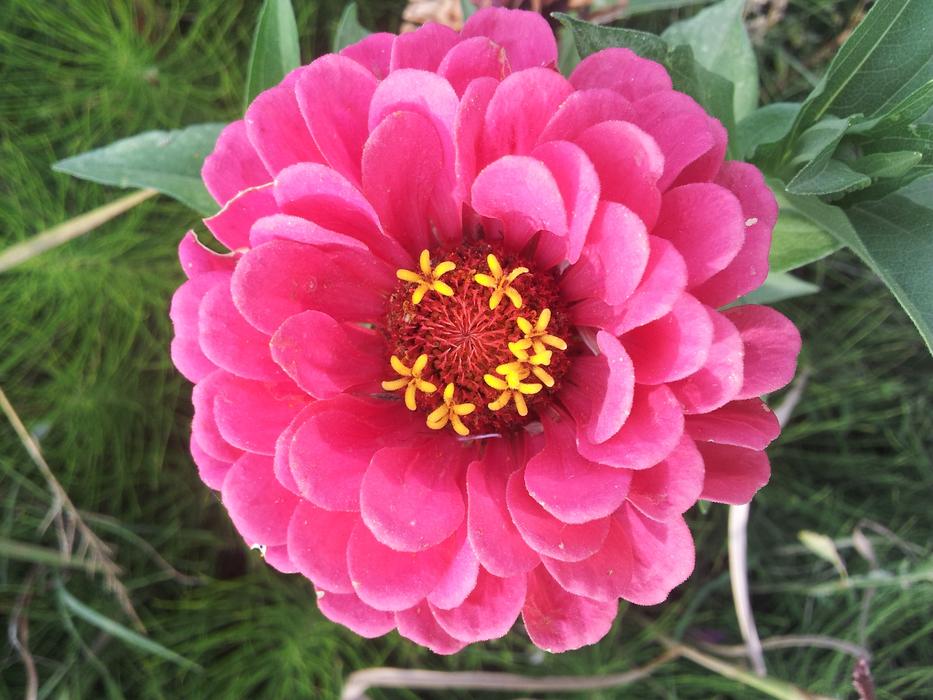 Spring Fallow Flowers