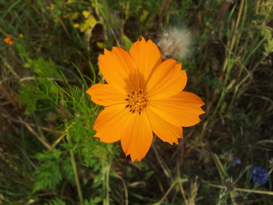 Spring Fallow Flowers