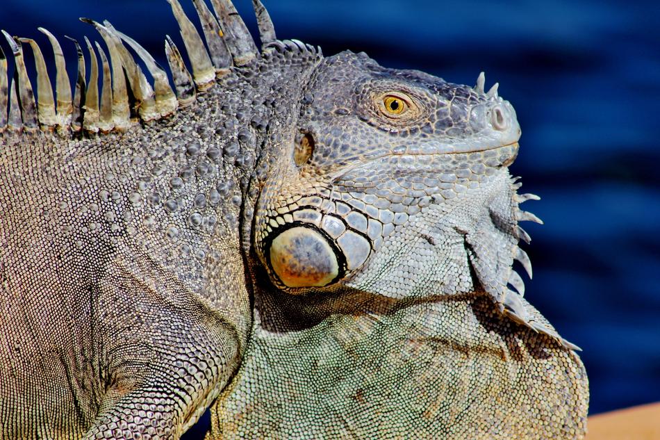 Curious Iguana Dock