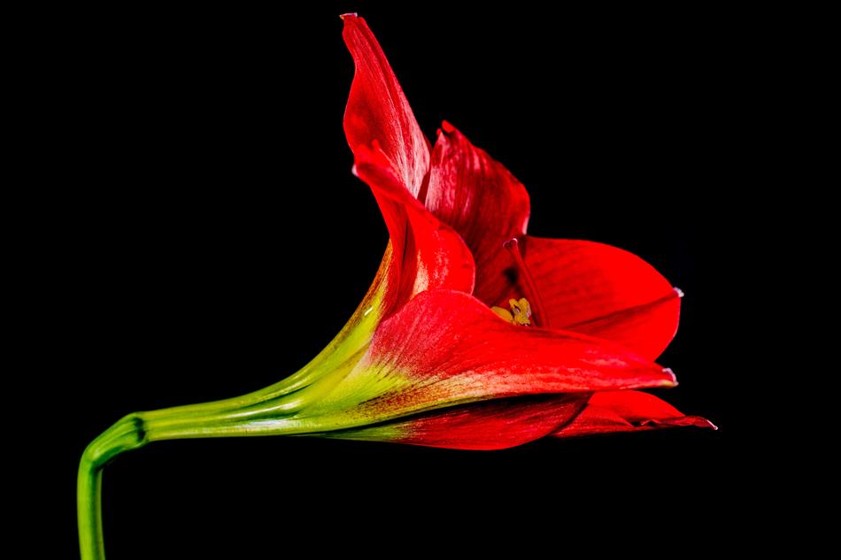 closeup photo of wonderful red and green Flower at black background
