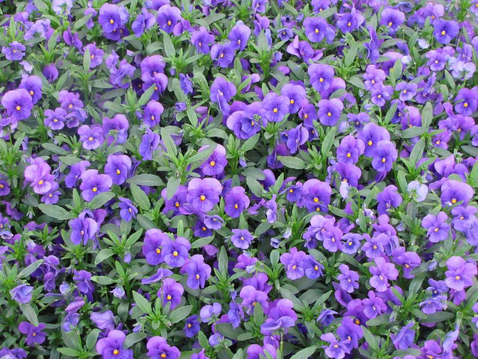 Pansies Spring Flower violet