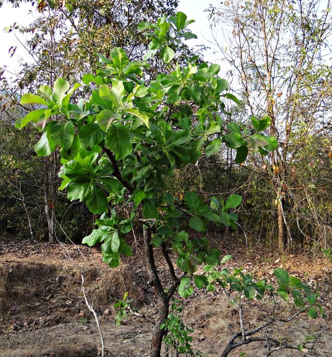 Madhuca Longifolia Mahwa Tree