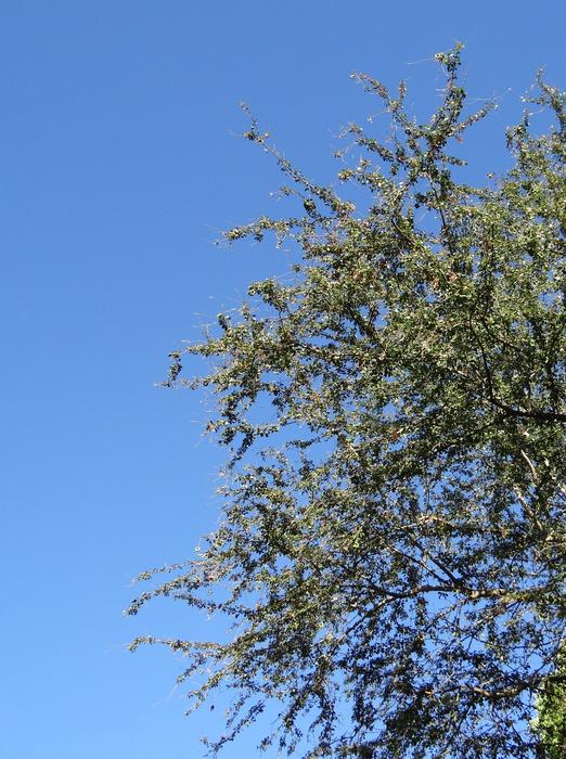 Pithecellobium Dulce Fabaceae