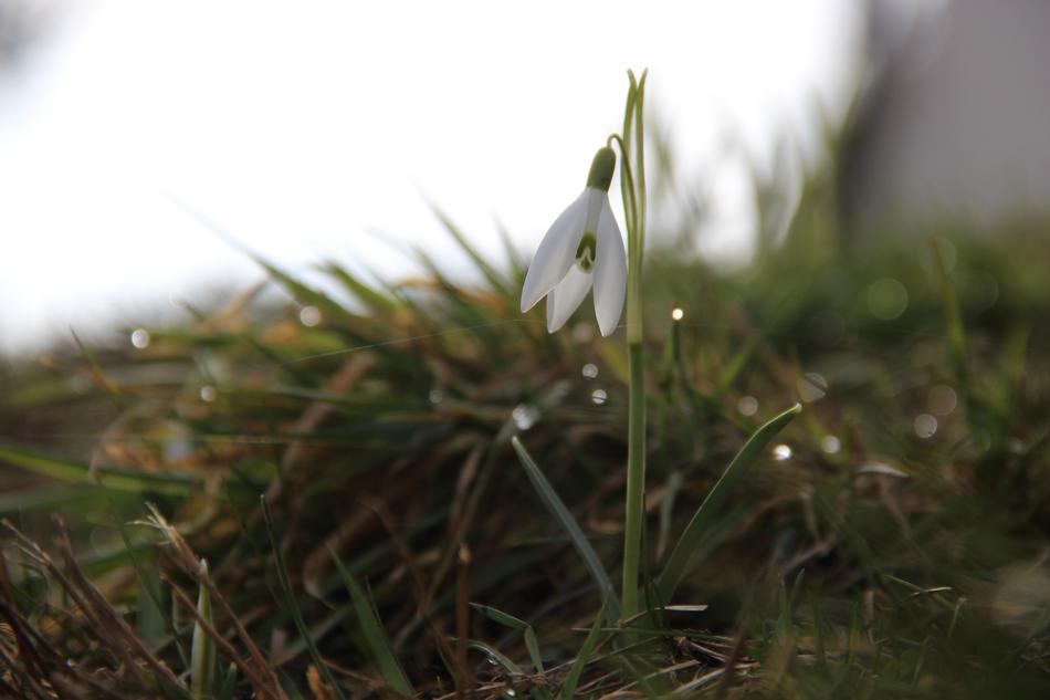 Snowdrop Early Bloomer Harbinger