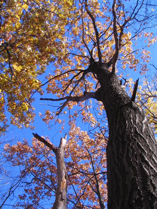 Fall Terrebonne QuÃ©bec