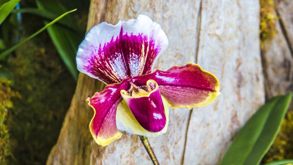 Orchid Ladie'S Slipper Tropical