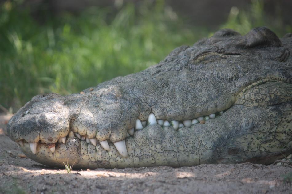 Alligator Crocodile Foot