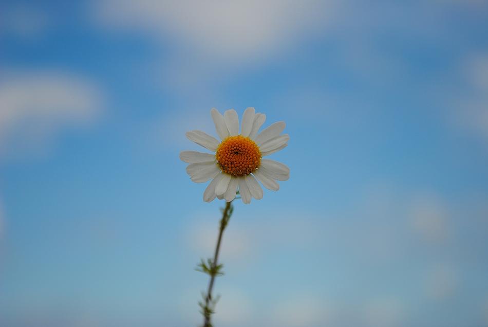 Daisy Sky