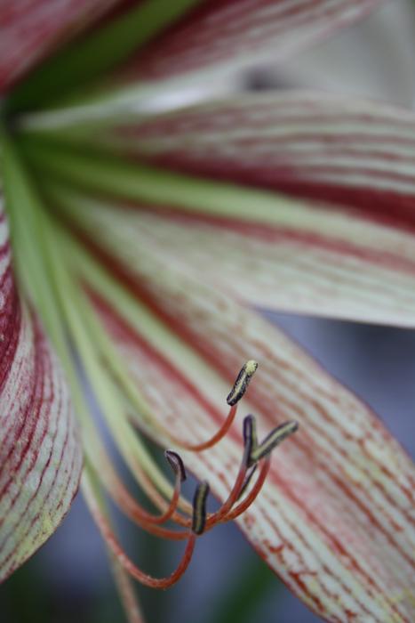 impressively beautiful Pistil