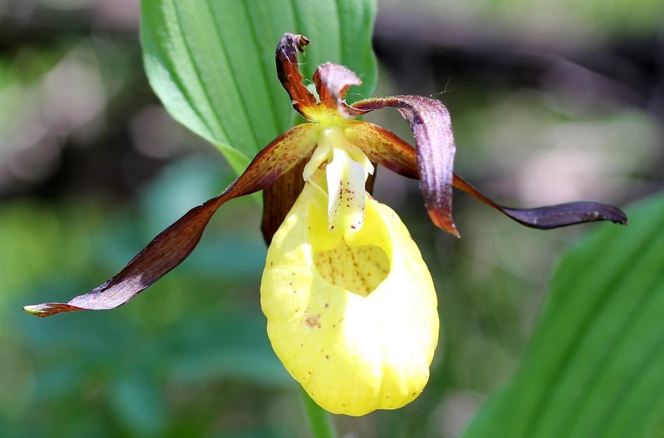 impressively beautiful Frauenschuh Flower